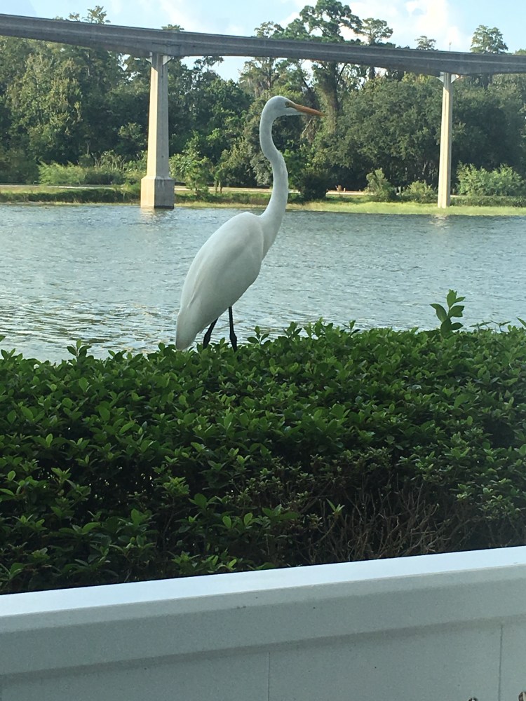 Egret on patio at Disney's Grand Floridian Resort & Spa